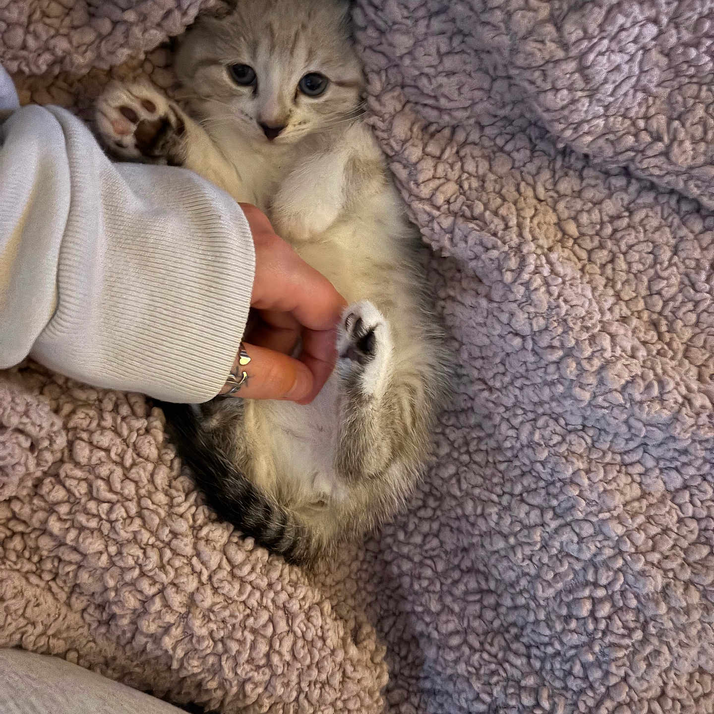 Lilo is registered to the contest to win money with this photo: animal, blanket, cat, closeup, comfort, cozy, cute, domestic, feline, fluffy, fur, hand, indoor, kitten, paw, pet, resting, sleepy, soft, young