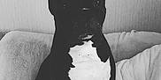 Blaze joined the competition — help win amazing prizes! dog, black_and_white, sitting, couch, pet, indoor, canine, fur, animal, portrait, companion, relaxed, furniture, home, cute, mammal, domestic, calm, cozy, monochrome