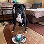 Blaze joined the competition — help win amazing prizes! dog, birthday_cake, plate, carpet, living_room, couch, pillow, blanket, brown, black_and_white, pet, floor, furniture, indoor, celebration, cake, animal, sitting, table, home