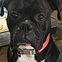 Blaze joined the competition — help win amazing prizes! dog, black_dog, pet, indoor, carpet, collar, close_up, face, animal, canine, cute, domestic_animal, white_chest, sitting, looking_at_camera, fur, ears, snout, portrait, household