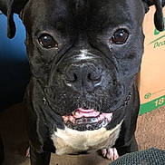 Blaze is registered to the contest to win money with this photo: dog, black_dog, pet, indoor, close_up, animal, canine, curious, face, ears, white_patch, mouth, teeth, carpet, cardboard_box, furniture, domestic, companion, looking, front_view
