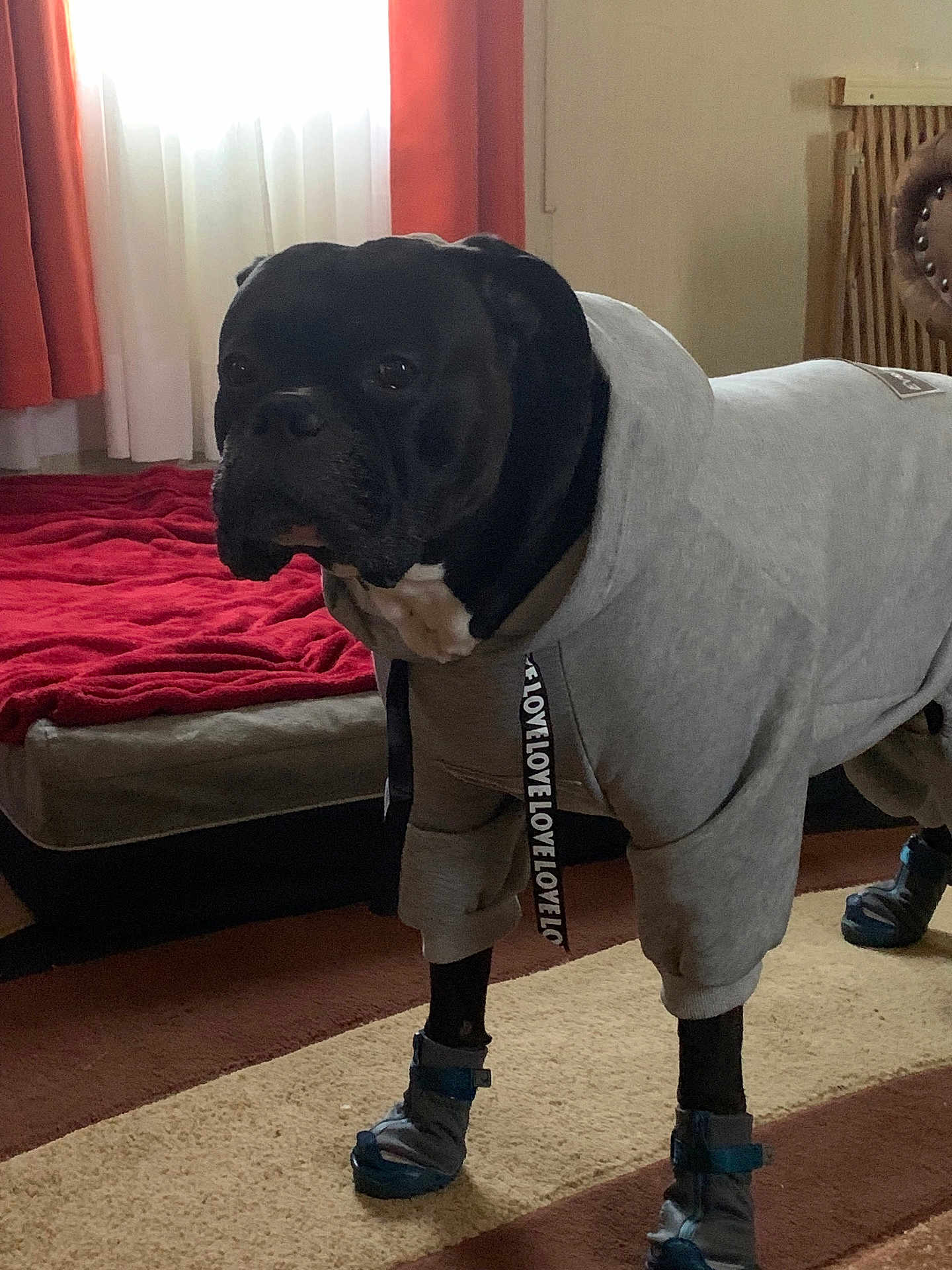 Blaze joined the competition — help win amazing prizes! dog, black_dog, hoodie, clothing, boots, indoor, carpet, blanket, window, curtain, pet, animal, standing, furniture, living_room, casual, cute, cozy, apparel, footwear