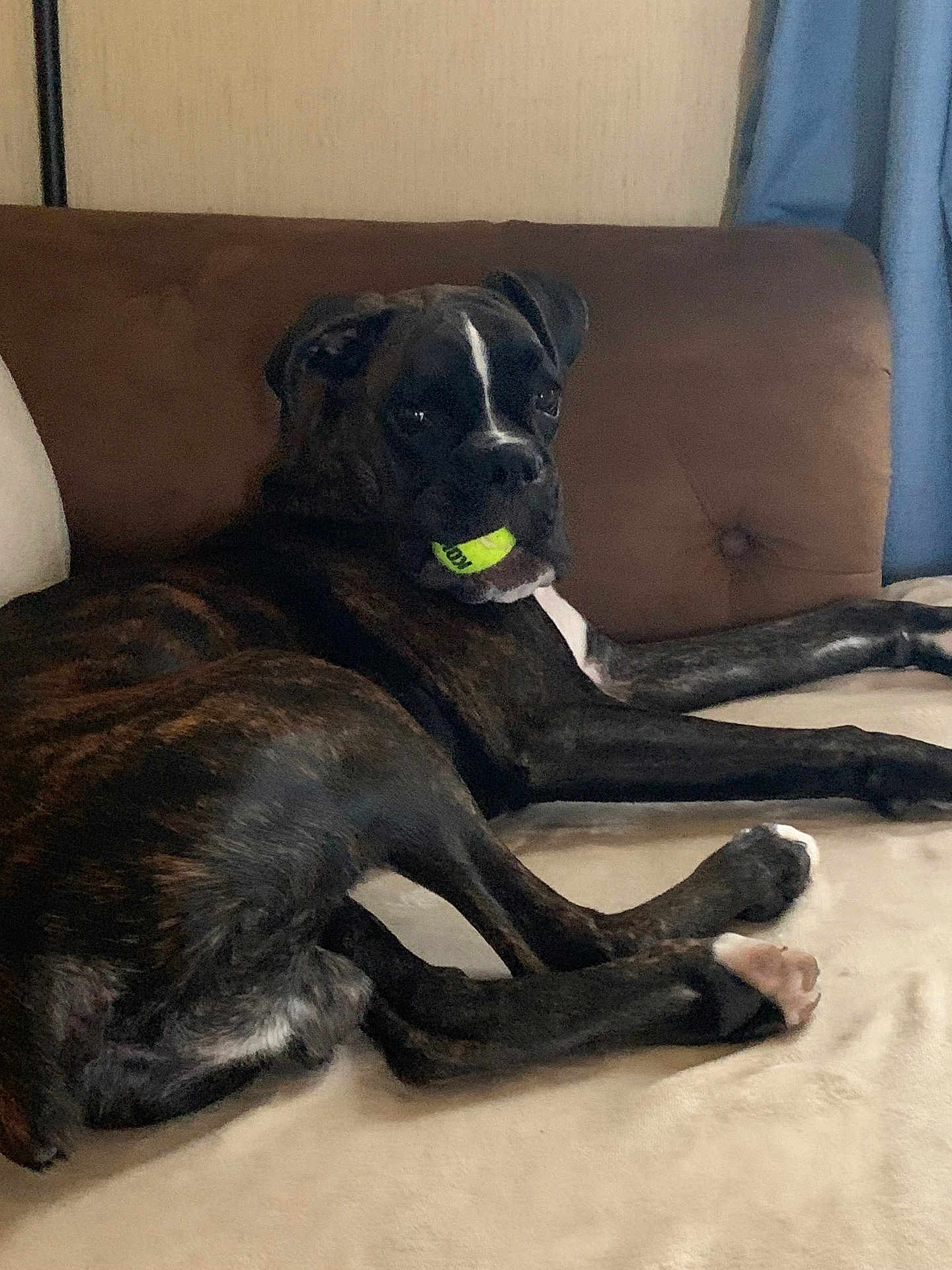 Koda