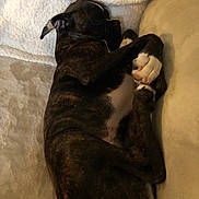 Koda joined the competition — help win amazing prizes! dog, brindle, sleeping, couch, blanket, indoor, pet, cozy, resting, paw, fur, cute, animal, relaxing, domestic_animal, side_view, comfort, furniture, nap, canine