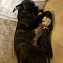 dog, brindle, sleeping, couch, blanket, indoor, pet, cozy, resting, paw, fur, cute, animal, relaxing, domestic_animal, side_view, comfort, furniture, nap, canine