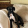 Koda joined the competition — help win amazing prizes! dog, puppy, boxer, brindle, indoor, sofa, blanket, pet, animal, young, cute, fur, ears, paws, white_paws, sitting, looking, cozy, home, relaxed