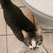 Sunflower joined the competition — help win amazing prizes! abyssinian, animal, bathing, bathroom, bathtub, blanket, cat, egyptiancat, indoors, kitten, manx, person, pet, room, slate, sleeping, tile, toilet, towel, tub