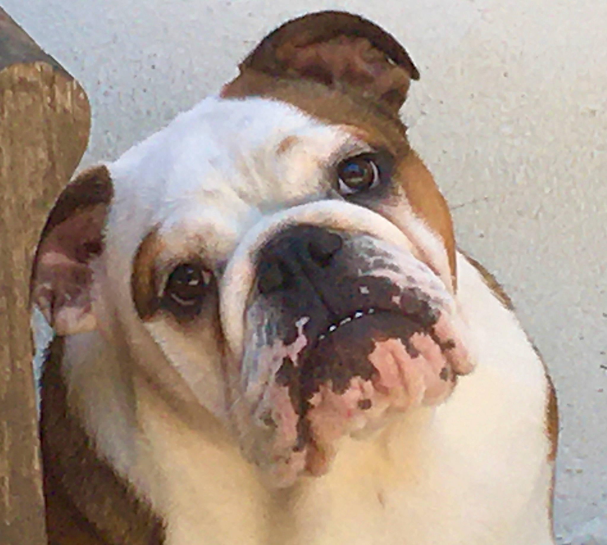 Anna participe au concours pour gagner de l'argent avec cette photo : bulldog, canidae, carnivore, companion_dog, dog, dog_breed, eye, fawn, fur, head, non_sporting_group, snout, sporting_group, terrestrial_animal, whiskers, working_animal, working_dog, wrinkle