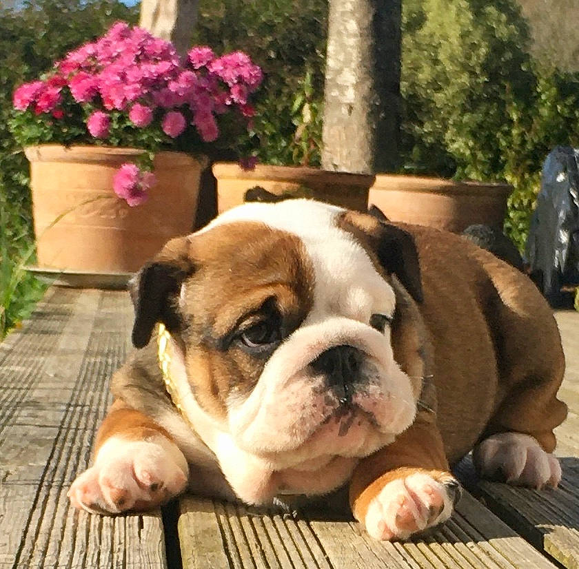 Grrr a rejoint le concours — aidez-le/la à gagner de superbes lots ! bulldog, canidae, carnivore, companion_dog, dog, dog_breed, fawn, floor, flowerpot, houseplant, non_sporting_group, old_english_bulldog, olde_english_bulldogge, plant, shrub, snout, toy_dog, whiskers, working_animal, wrinkle