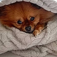 Satie participe au concours pour gagner de l'argent avec cette photo : dog, brown, fluffy, blanket, cozy, cute, pet, fur, animal, indoors, resting, comfort, snuggled, nap, face, nose, paw, warm, texture, soft