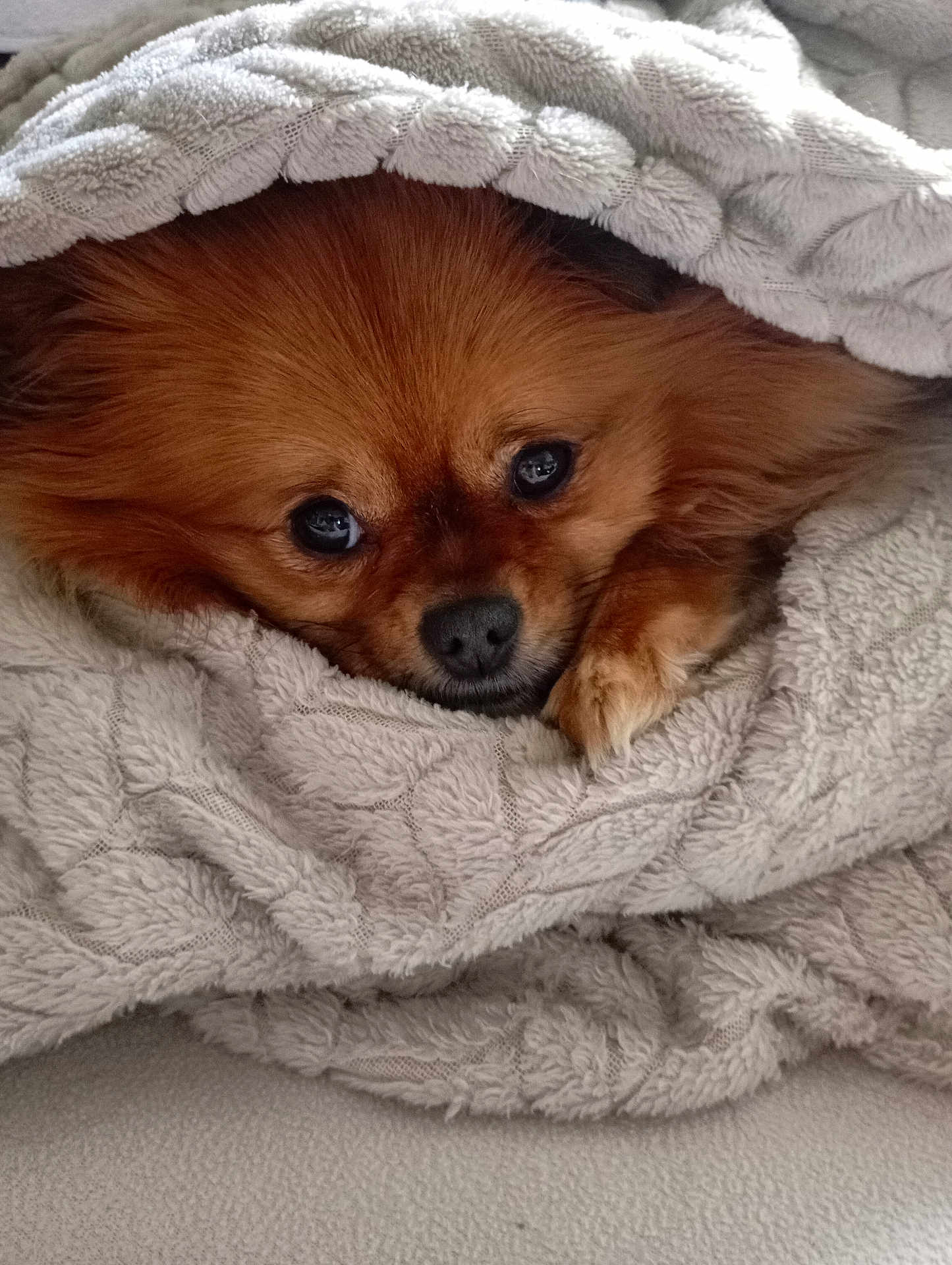 Satie participe au concours pour gagner de l'argent avec cette photo : dog, brown, fluffy, blanket, cozy, cute, pet, fur, animal, indoors, resting, comfort, snuggled, nap, face, nose, paw, warm, texture, soft