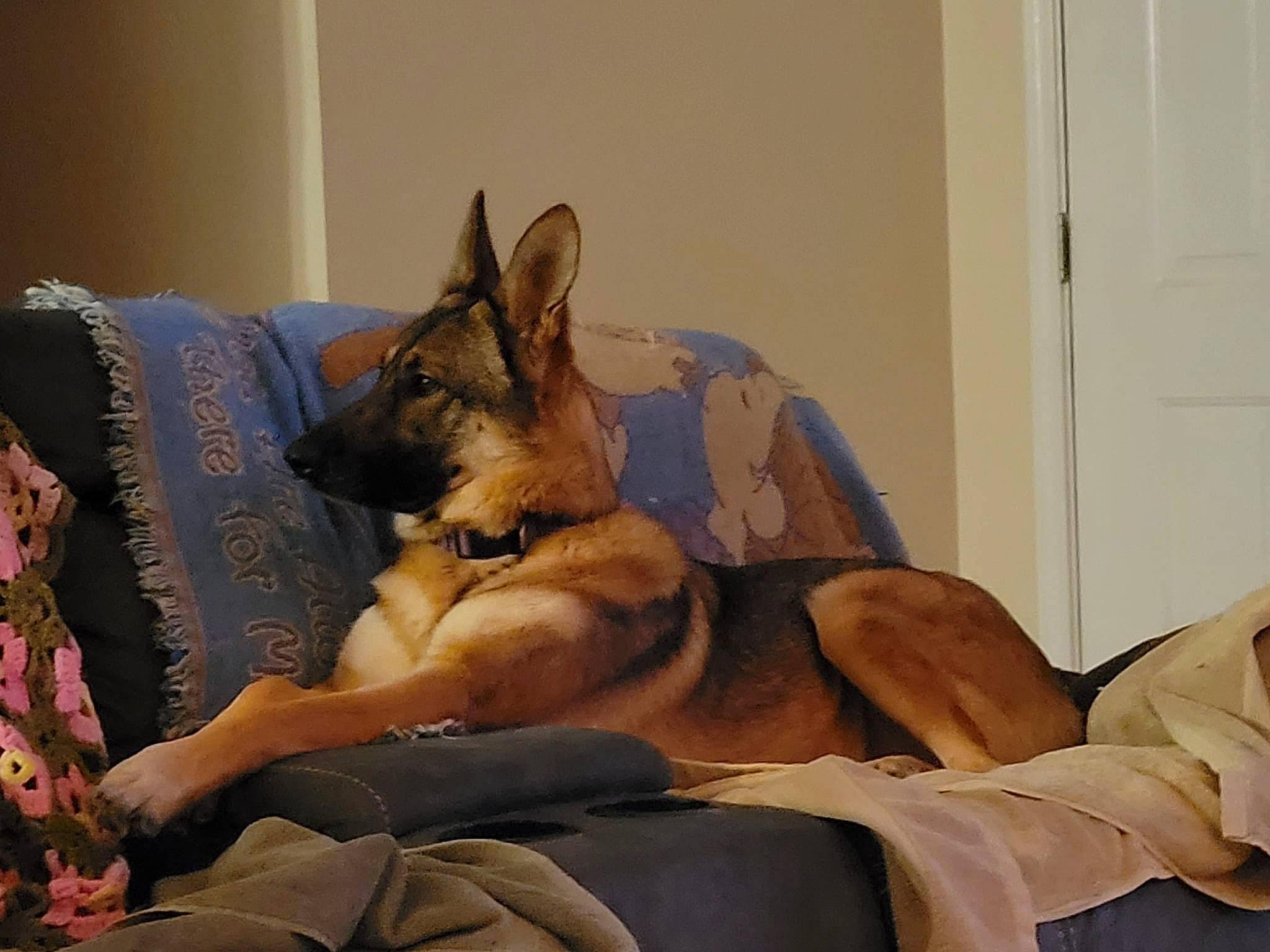 Sasha is registered to the contest to win money with this photo: bed, canidae, carnivore, comfort, companion_dog, couch, dog, dog_breed, door, fawn, felidae, fur, german_shepherd_dog, king_shepherd, linens, nap, old_german_shepherd_dog, small_to_medium_sized_cats, sporting_group, whiskers