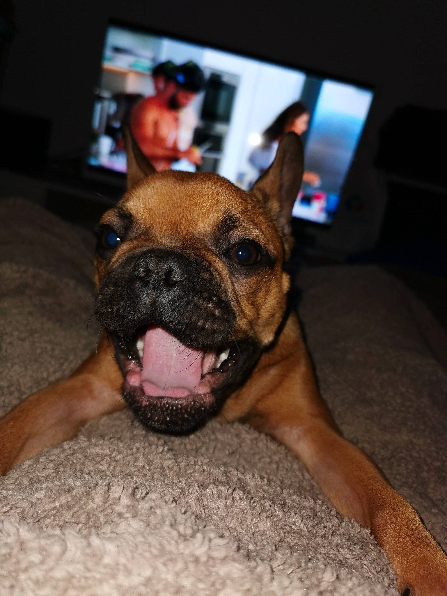 Pumba a rejoint le concours — aidez-le/la à gagner de superbes lots ! boxer, bullmastiff, canidae, carnivore, companion_dog, dog, dog_breed, ear, fawn, french_bulldog, mammal, non_sporting_group, nose, puppy, skin, snout, valley_bulldog, vertebrate