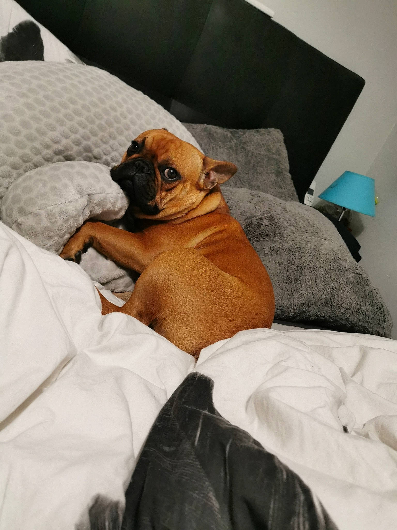 Pumba participe au concours pour gagner de l'argent avec cette photo : boxer, bullmastiff, canidae, carnivore, comfort, companion_dog, dog, dog_breed, fawn, mammal, pug, puggle, puppy, snout