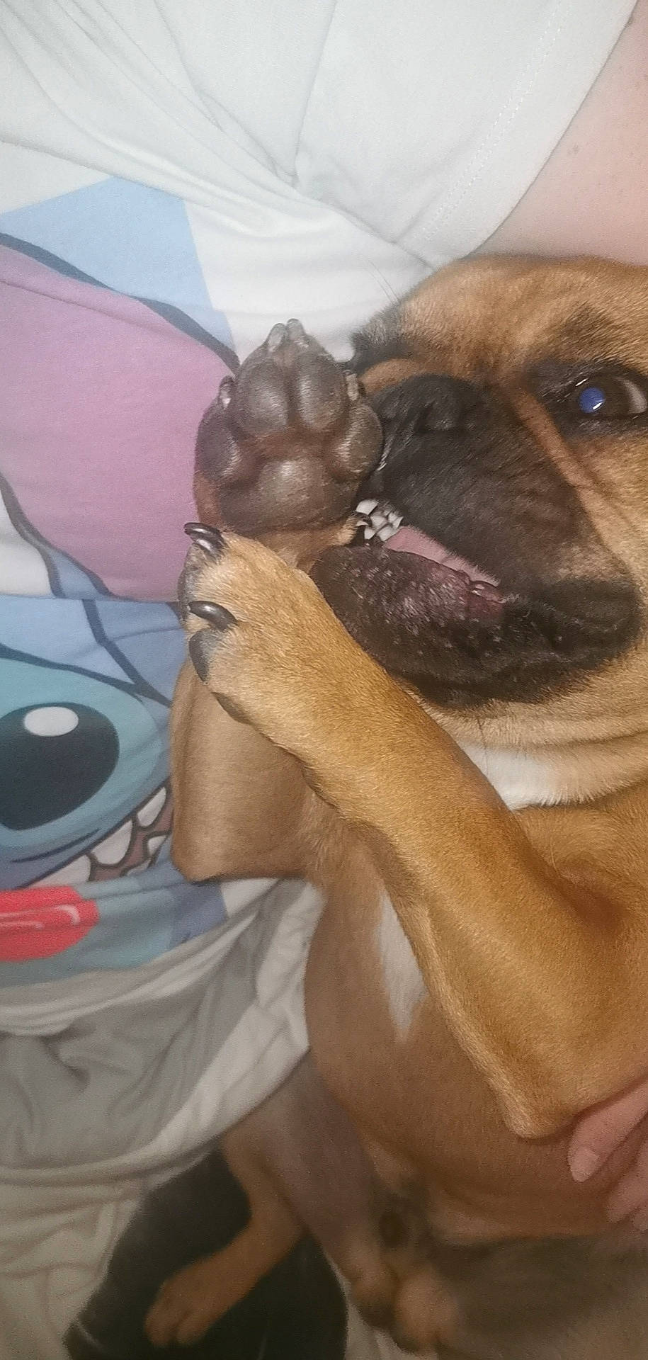 Pumba a rejoint le concours — aidez-le/la à gagner de superbes lots ! black_mouth_cur, boerboel, bullmastiff, canidae, carnivore, dog, dog_breed, fawn, mammal, perro_de_presa_mallorquin, pug, puggle, snout