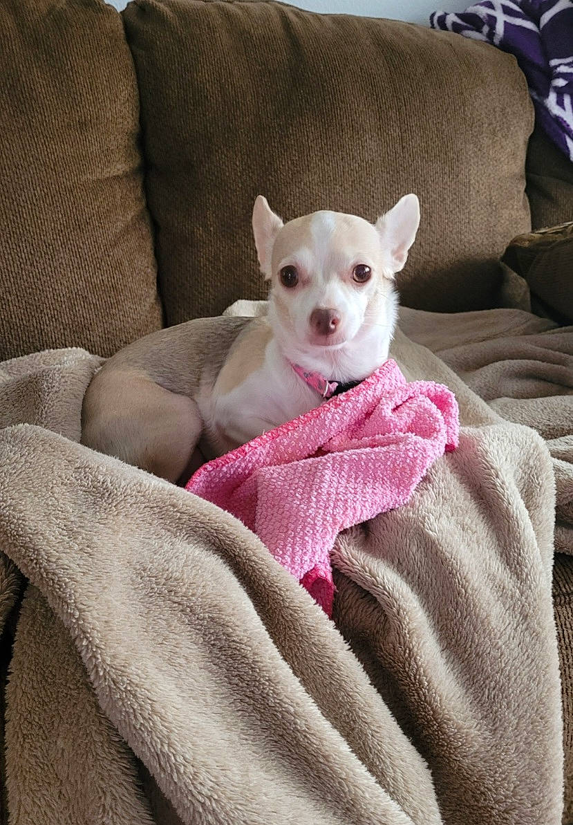 Lily is registered to the contest to win money with this photo: canidae, carnivore, comfort, companion_dog, couch, dog, dog_breed, dog_supply, ear, fawn, felidae, fur, grey, paw, snout, sporting_group, terrestrial_animal, terrier, toy_dog, whiskers