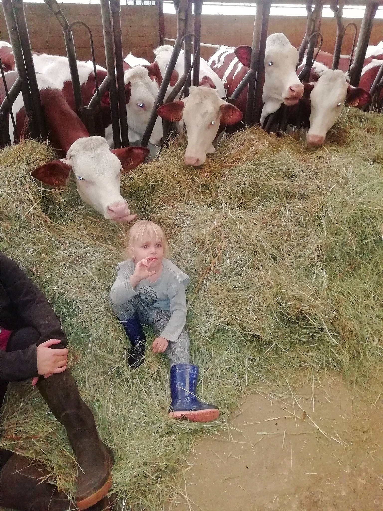 Eve a rejoint le concours — aidez-le/la à gagner de superbes lots ! child, event, fun, fur, goat, goats, grass, hay, herd, livestock, mammal, person, rabbit, rabbits_and_hares, recreation, sheep, soil, vertebrate, wood, wool