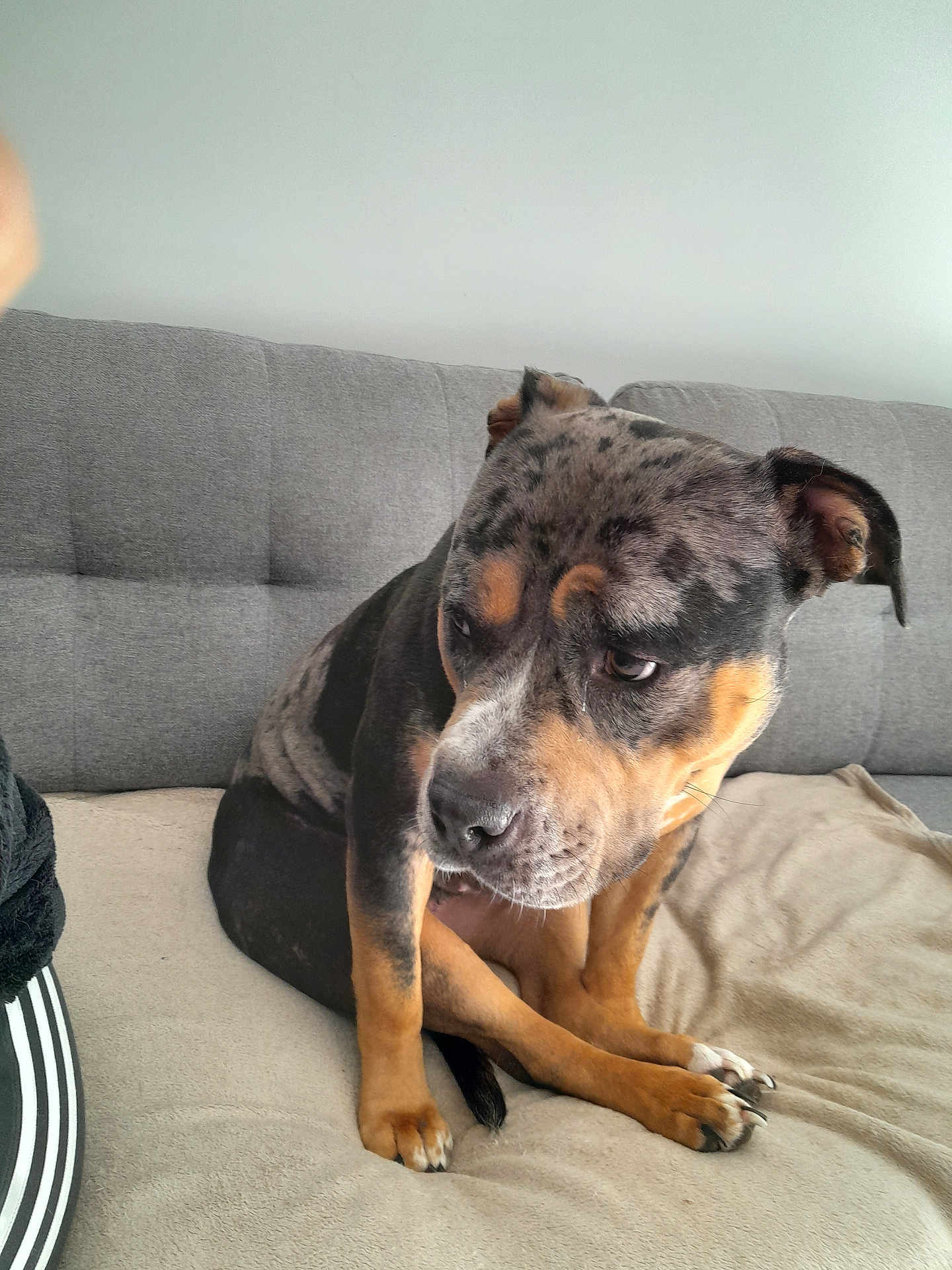 Némésis participe au concours pour gagner de l'argent avec cette photo : dog, pet, couch, blanket, indoor, sitting, canine, fur, ears, paws, nails, looking_away, domestic_animal, companion, animal, relaxed, furniture, home, cute, brown_and_black