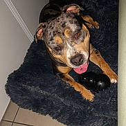 Némésis a rejoint le concours — aidez-le/la à gagner de superbes lots ! dog, pet, toy, tongue_out, bed, fur, tile_floor, indoor, animal, playful, happy, canine, resting, paw, snout, ears, black_toy, comfort, domestic, closeup