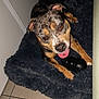 dog, pet, toy, tongue_out, bed, fur, tile_floor, indoor, animal, playful, happy, canine, resting, paw, snout, ears, black_toy, comfort, domestic, closeup
