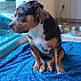 dog, brindle_coat, indoor, blue_rug, glass_door, paws, pet_bowl, thoughtful, sitting, floor_tile, domestic, companion, canine, resting, window, natural_light, household, quiet, calm, animal