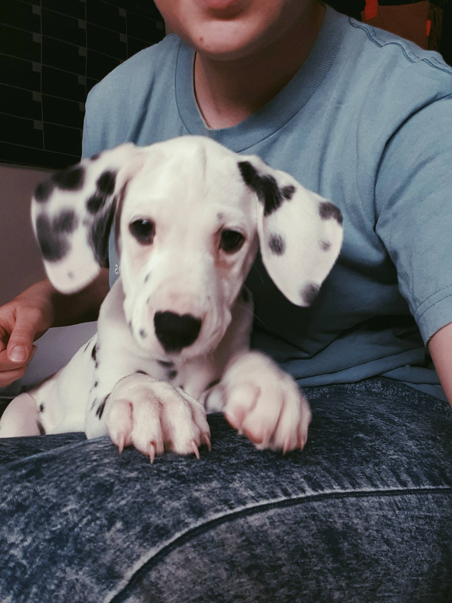 Flocon a rejoint le concours — aidez-le/la à gagner de superbes lots ! canidae, carnivore, dalmatian, dog, dog_breed, great_dane, mammal, non_sporting_group, puppy, puppy_love, snout, vertebrate