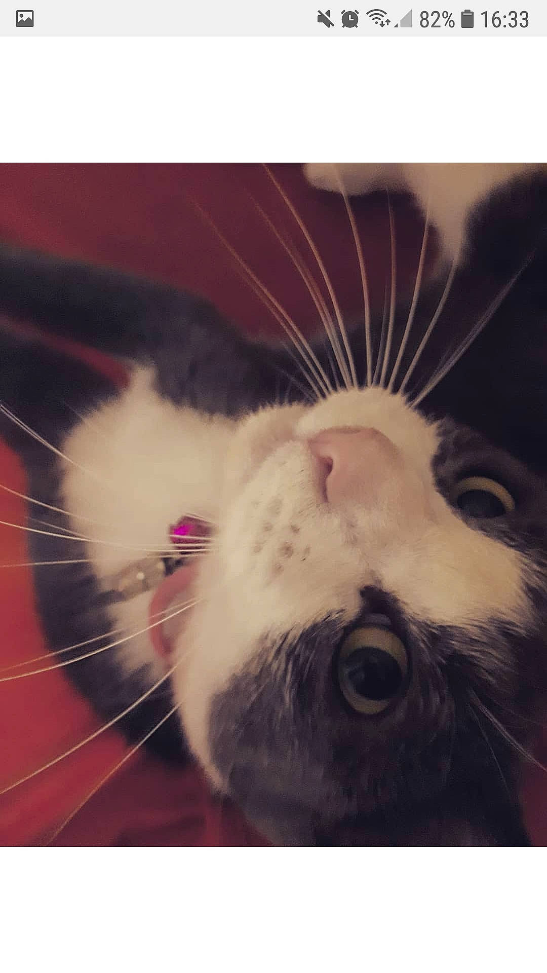 Kouba a rejoint le concours — aidez-le/la à gagner de superbes lots ! cat, cat_like_mammal, close_up, ear, eye, fur, kitten, mammal, mouse, mouth, nose, organ, paw, photo_caption, rat, small_to_medium_sized_cats, snout, whiskers