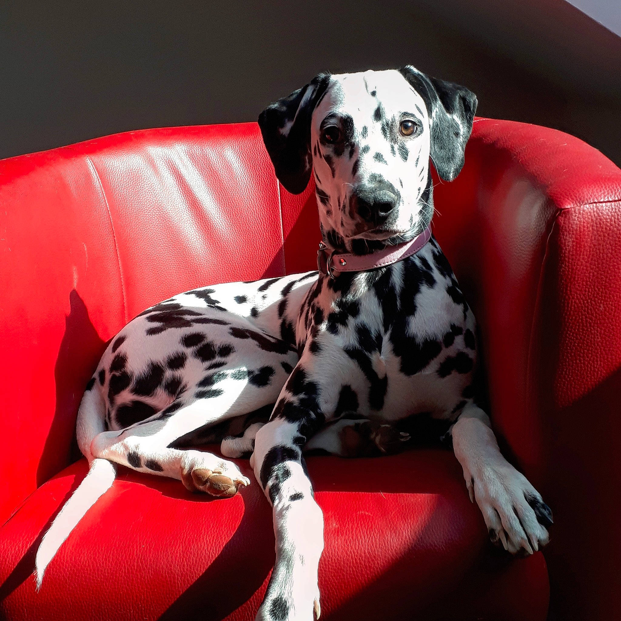 Pixel a rejoint le concours — aidez-le/la à gagner de superbes lots ! canidae, carnivore, companion_dog, dalmatian, dog, dog_breed, dog_collar, great_dane, mammal, non_sporting_group, snout, sporting_group, vertebrate