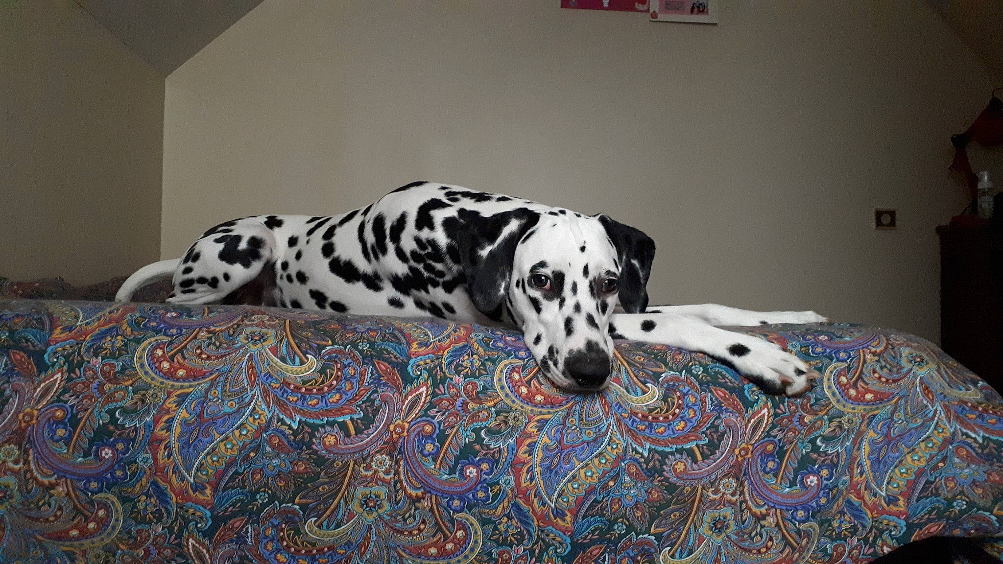 Pixel participe au concours pour gagner de l'argent avec cette photo : braque_dauvergne, canidae, carnivore, companion_dog, dalmatian, dog, dog_breed, mammal, non_sporting_group, snout, sporting_group