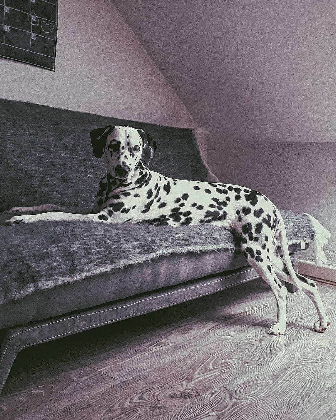 Pixel participe au concours pour gagner de l'argent avec cette photo : black_and_white, braque_dauvergne, canidae, carnivore, dalmatian, dog, dog_breed, floor, furniture, mammal, non_sporting_group, old_danish_pointer, pointer, room, snout, sporting_group