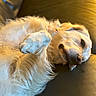 Swany participe au concours pour gagner de l'argent avec cette photo : animal, canine, close_up, companion_animal, cute, dog, fluffy, fur, golden_retriever, indoor, leather_couch, lying_down, mammal, paw, pet, portrait, relaxed, resting, sunlight, warm_light