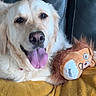Swany a rejoint le concours — aidez-le/la à gagner de superbes lots ! animal, canine, closeup, companion, cute, dog, domestic_animal, fur, golden_retriever, happy, indoor, leather_couch, lion_toy, pet, playful, plush_toy, resting, smiling, tongue_out, yellow_blanket