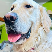 Swany participe au concours pour gagner de l'argent avec cette photo : animal, canine, close_up, companion, cute, dog, domestic_animal, ears, face, friendly, fur, golden_retriever, happy, indoor, mammal, nose, pet, portrait, tongue_out, whiskers