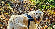 Swany a rejoint le concours — aidez-le/la à gagner de superbes lots ! animal, canine, daylight, dog, forest, fur, golden_retriever, greenery, happy, hiking, leaves, nature, outdoor, path, pet, smiling, sunlight, trail, trees, walking
