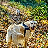 animal, canine, daylight, dog, forest, fur, golden_retriever, greenery, happy, hiking, leaves, nature, outdoor, path, pet, smiling, sunlight, trail, trees, walking