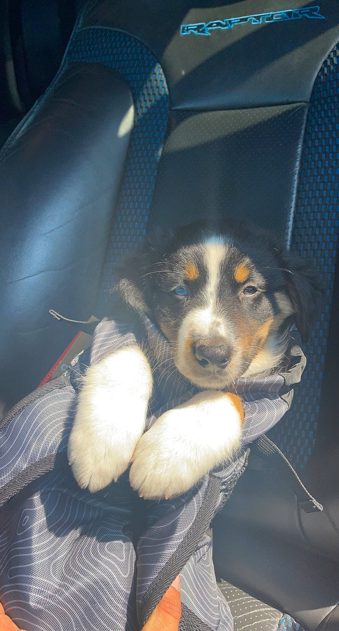 Cooper joined the competition — help win amazing prizes! auto_part, automotive_exterior, automotive_tire, canidae, car_seat, car_seat_cover, carnivore, comfort, companion_dog, dog, dog_breed, fur, greater_swiss_mountain_dog, head_restraint, snout, sporting_group, vehicle_door, whiskers, windshield, working_animal