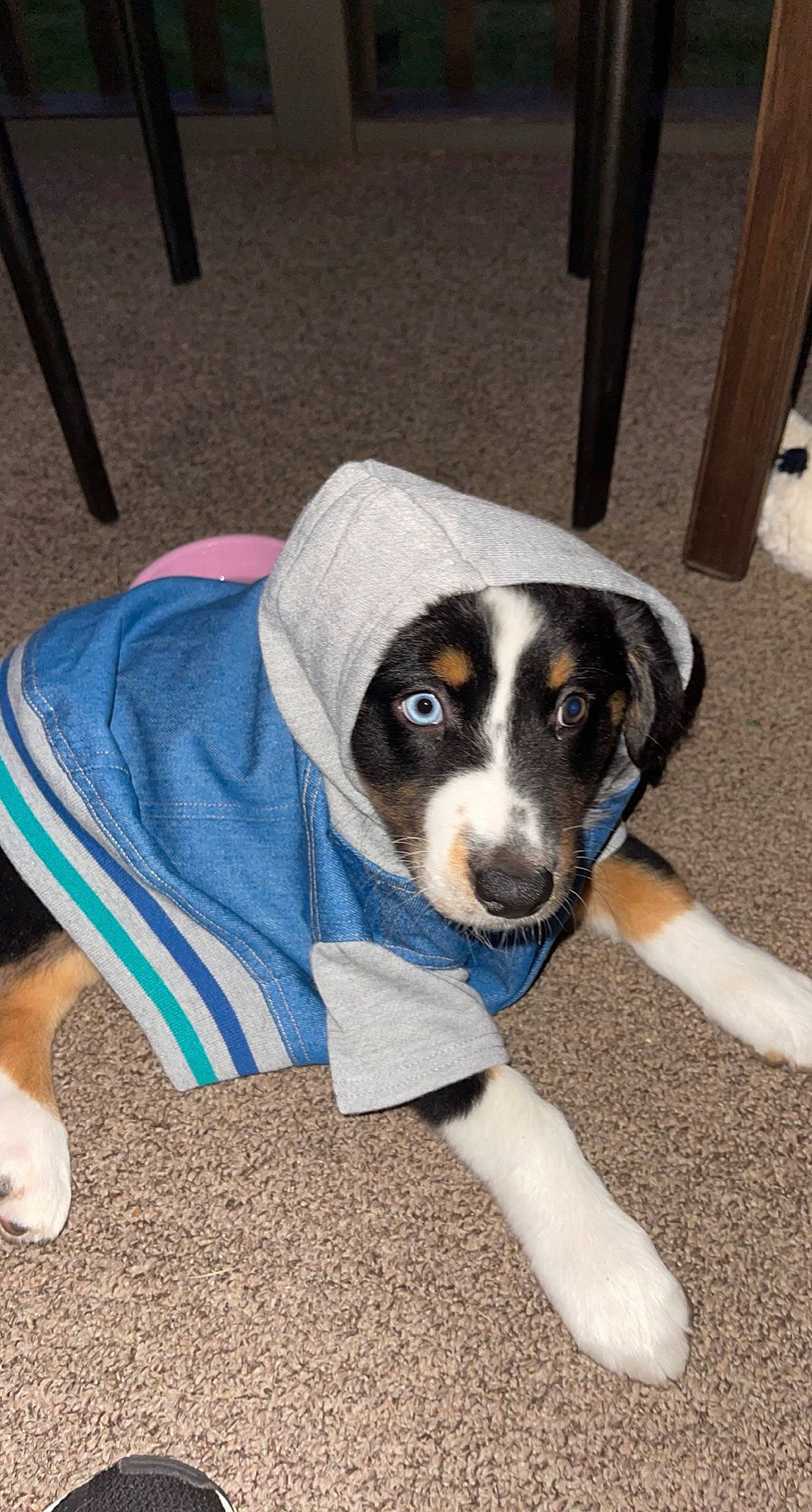 Cooper is registered to the contest to win money with this photo: canidae, carnivore, companion_dog, dog, dog_breed, dog_supply, electric_blue, flooring, mammal, paw, snout, sporting_group, terrestrial_animal, vertebrate, working_animal, working_dog