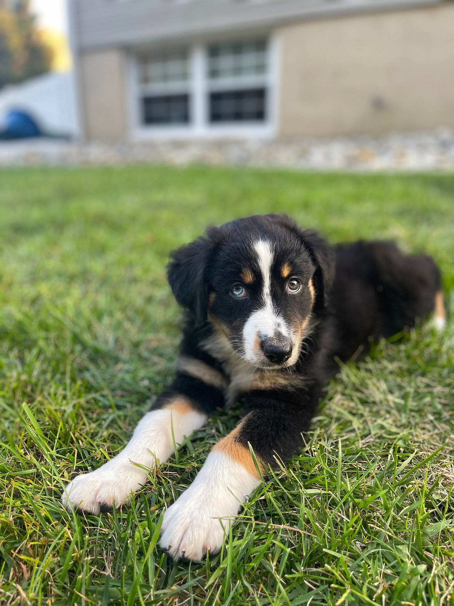 Cooper joined the competition — help win amazing prizes! border_collie, bored, canidae, carnivore, companion_dog, dog, dog_breed, grass, grassland, gun_dog, herding_dog, lawn, plant, snout, sporting_group, terrestrial_animal, window, working_dog