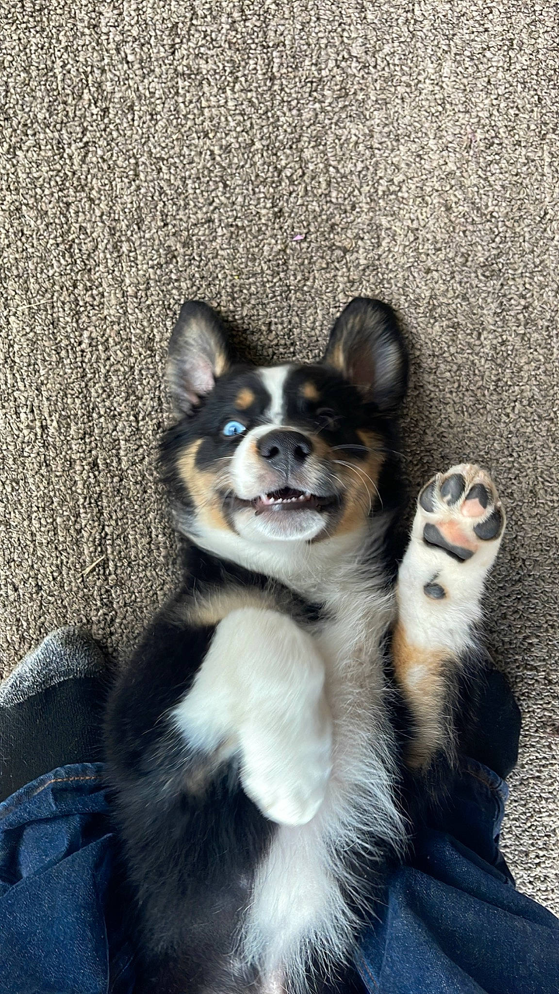 Cooper is registered to the contest to win money with this photo: ancient_dog_breeds, canidae, carnivore, companion_dog, dog, dog_breed, fawn, fur, non_sporting_group, snout, sporting_group, terrestrial_animal, whiskers, working_animal, working_dog