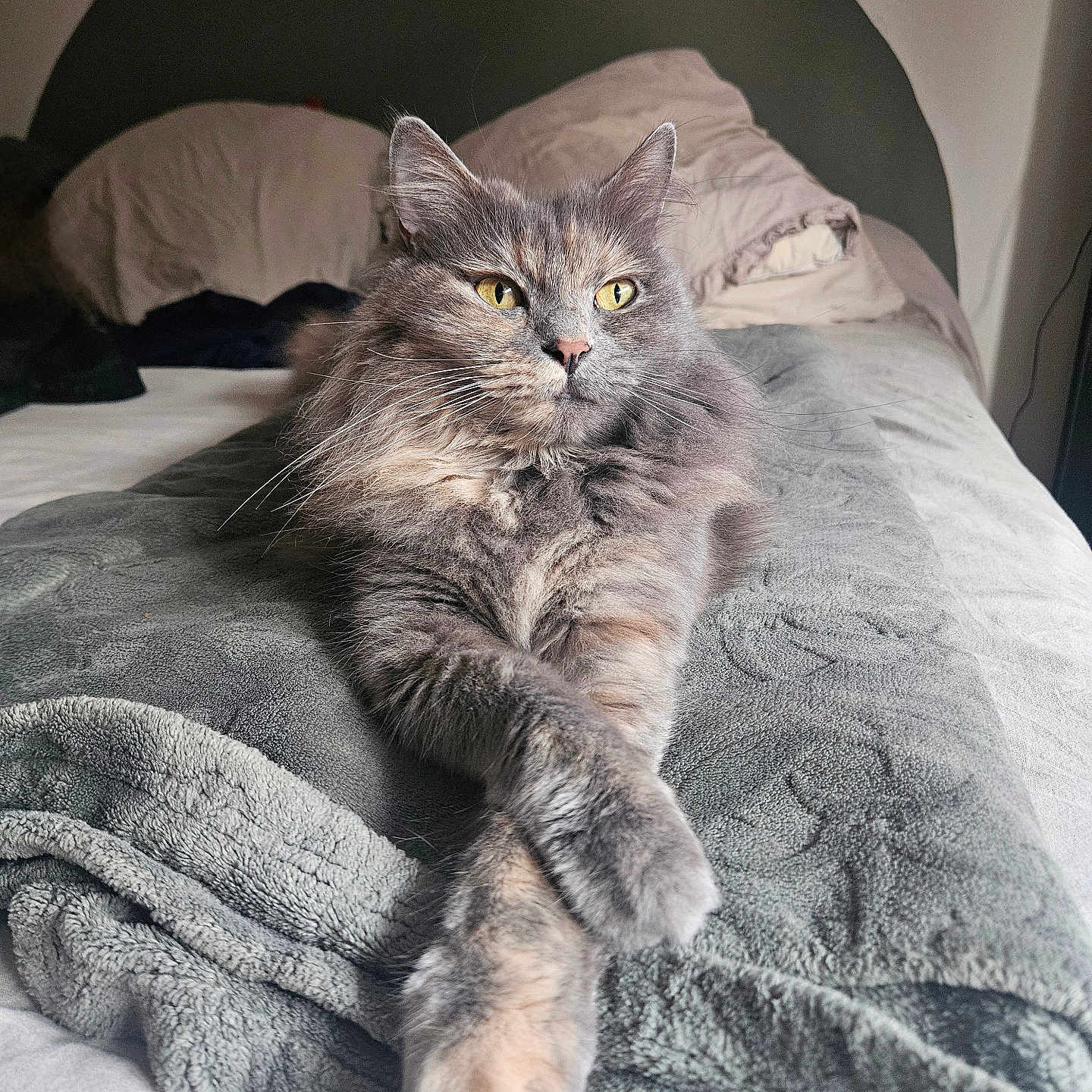 Indie participe au concours pour gagner de l'argent avec cette photo : cat, fluffy, yellow_eyes, bed, blanket, indoor, feline, relaxed, crossed_paws, fur, pet, cozy, resting, comfort, domestic_animal, animal, soft_texture, gray, calm, portrait