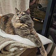 Indie a rejoint le concours — aidez-le/la à gagner de superbes lots ! cat, feline, pet, fluffy, cozy, blanket, indoor, furniture, relaxed, paws, crossed_legs, window, curtain, domestic_animal, mammal, fur, resting, looking_away, home, comfortable