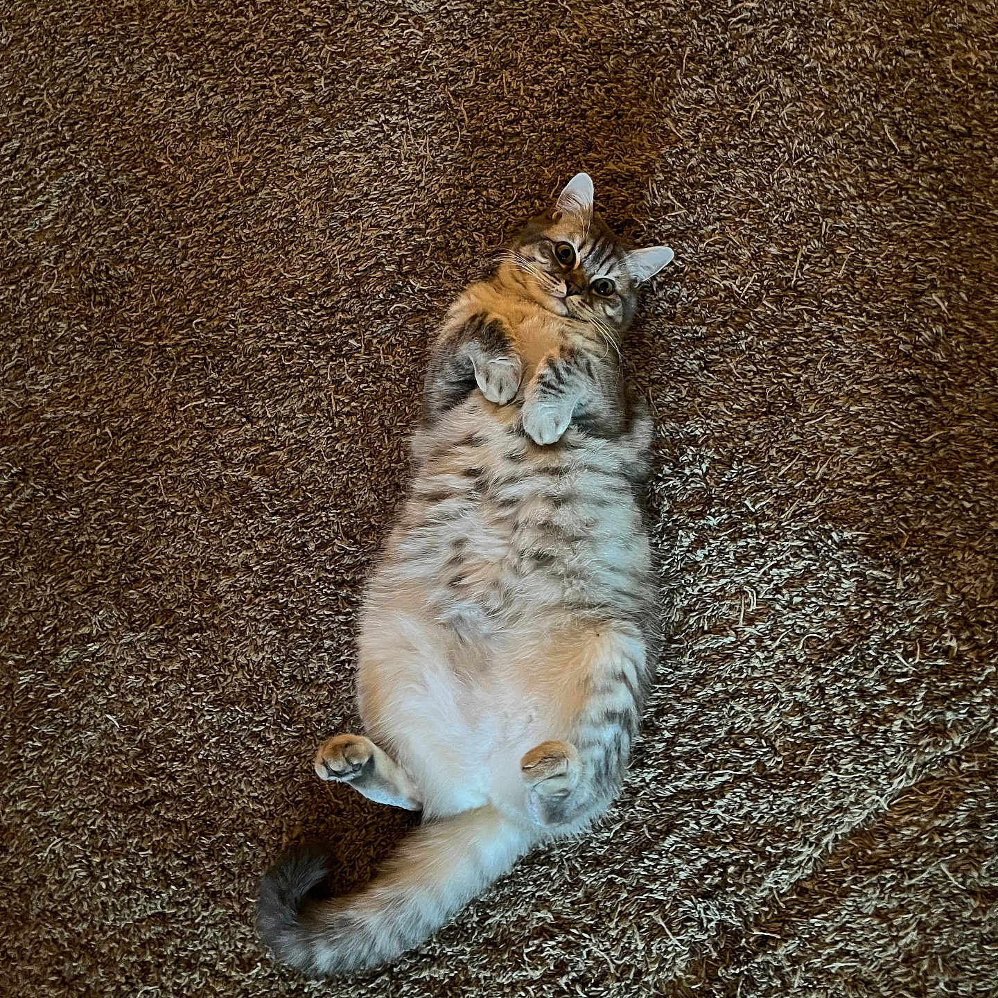 Felony joined the competition — help win amazing prizes! animal, carpet, cat, cozy, cute, domestic_animal, feline, fluffy, fur, indoor, looking_up, lying_down, mammal, paws, pet, relaxed, striped, tabby, tail, whiskers