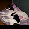 animal, black_and_white_dog, blanket, companionship, couch, cozy, cute, dog, fur, indoor, lying_down, pets, pink_blanket, relaxed, resting, sleeping, snuggling, star_pattern, two_dogs, white_dog
