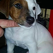 Junior a rejoint le concours — aidez-le/la à gagner de superbes lots ! puppy, dog, white, brown, face, sitting, pet, canine, young, cute, indoor, hand, fingers, fur, animal, looking, small, domestic, companionship, gentle