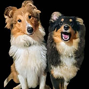 Ulysia Et Upsie a rejoint le concours — aidez-le/la à gagner de superbes lots ! animal, ball, canine, cockerspaniel, collie, dog, eskimodog, germanshepherd, goldenretriever, hound, husky, papillon, pet, puppy, snout, sport, tennis, tennisball, terrier, whitedog