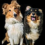 animal, ball, canine, cockerspaniel, collie, dog, eskimodog, germanshepherd, goldenretriever, hound, husky, papillon, pet, puppy, snout, sport, tennis, tennisball, terrier, whitedog