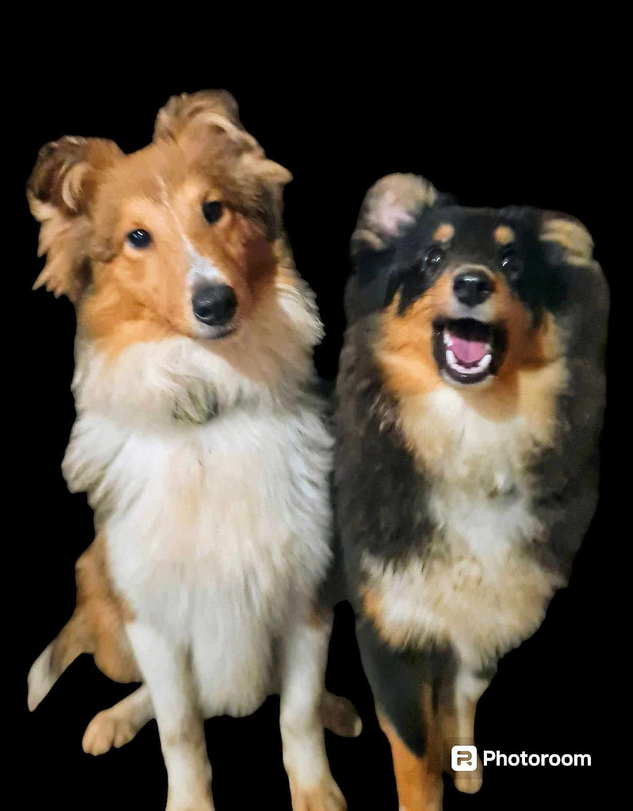 Ulysia Et Upsie a rejoint le concours — aidez-le/la à gagner de superbes lots ! animal, ball, canine, cockerspaniel, collie, dog, eskimodog, germanshepherd, goldenretriever, hound, husky, papillon, pet, puppy, snout, sport, tennis, tennisball, terrier, whitedog