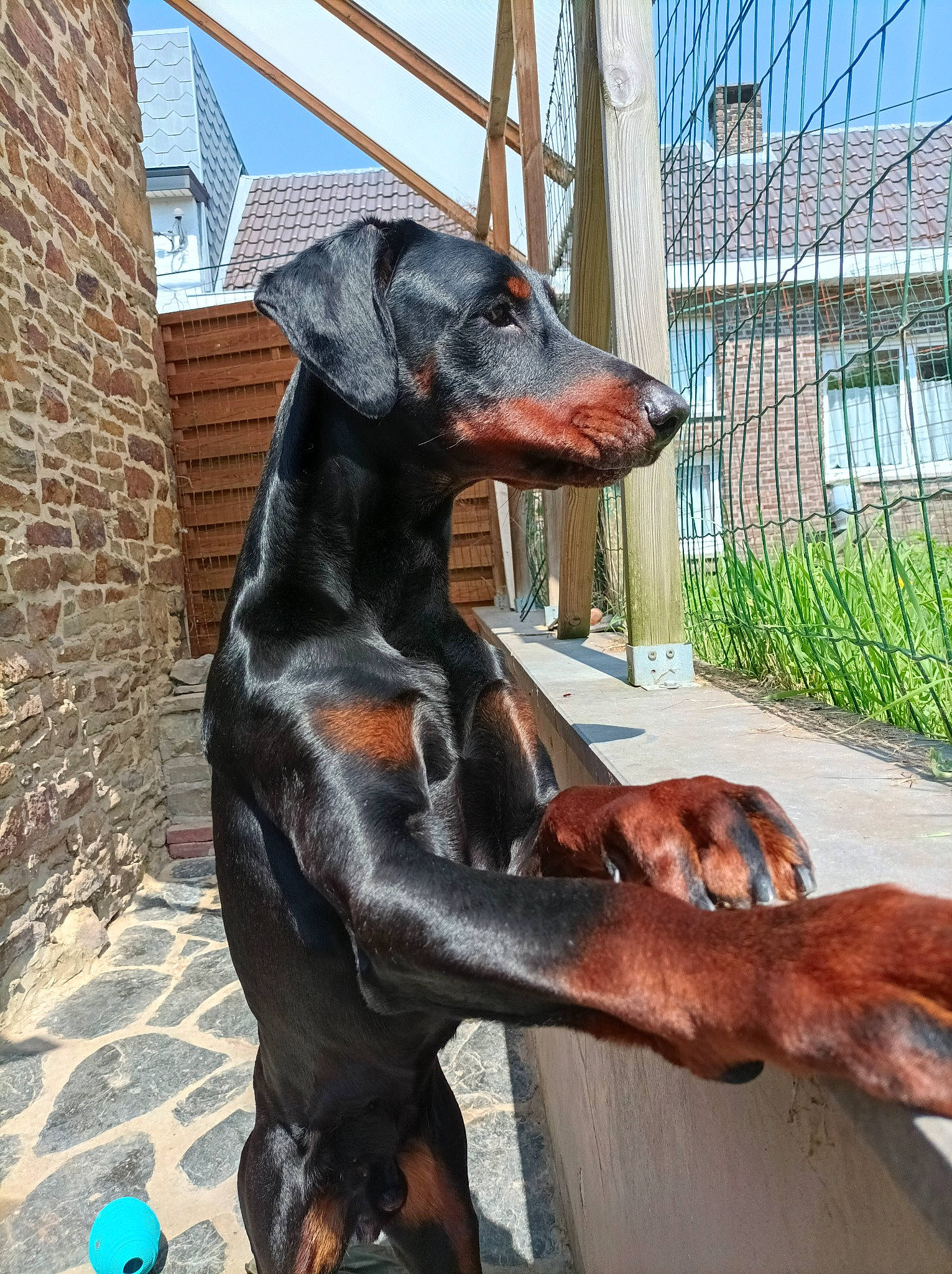 Prince participe au concours pour gagner de l'argent avec cette photo : art, canidae, carnivore, companion_dog, dog, dog_breed, fawn, liver, metal, montenegrin_mountain_hound, pet_supply, pinscher, plant, sculpture, sky, snout, sporting_group, tail, terrestrial_animal, working_animal