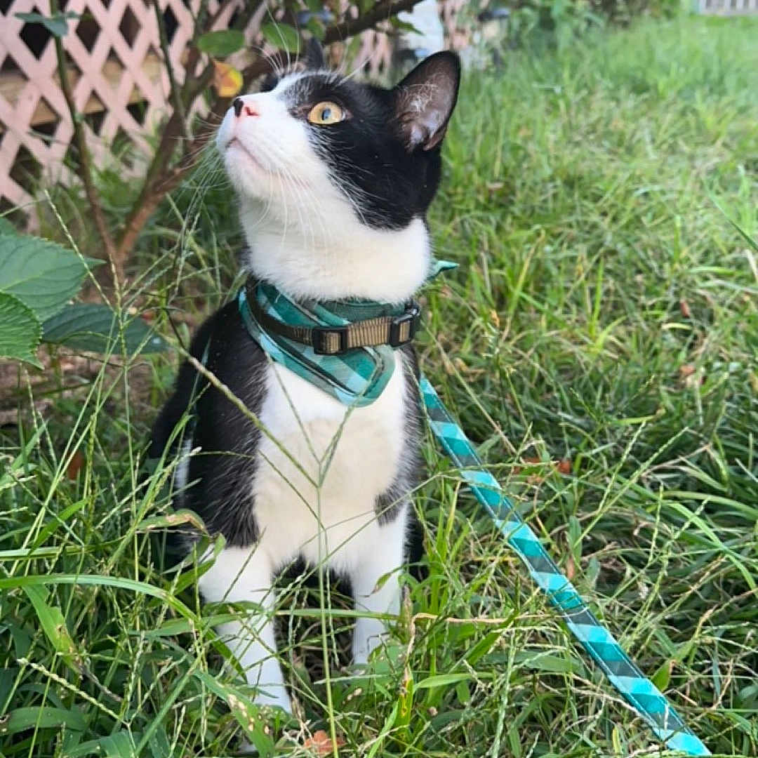 Raven joined the competition — help win amazing prizes! accessories, animal, backyard, cat, giraffe, grass, green, herbal, herbs, jar, leash, nature, outdoors, pet, plant, pottedplant, strap, tree, vegetation, yard