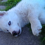 Chinook joined the competition — help win amazing prizes! puppy, dog, white_fur, blue_eyes, grass, stone_path, outdoor, pet, lying_down, cute, young_dog, animal, nature, close_up, paw, fur, relaxed, playful, summer, daylight
